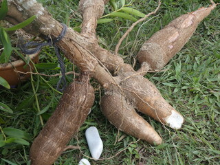 tree in the garden with leaves