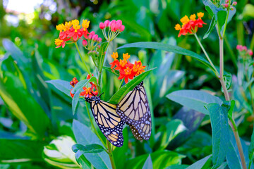 This vibrant butterfly has striking orange wings adorned with dark black stripes, creating a bold, tiger-like appearance