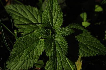 Nettle