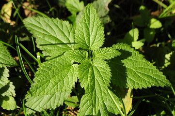 Nettle