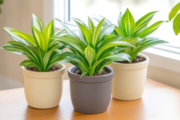 Obraz premium Modern office workspace featuring green plants by the window for a refreshing and vibrant atmosphere