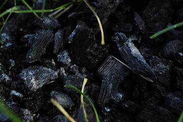Coal