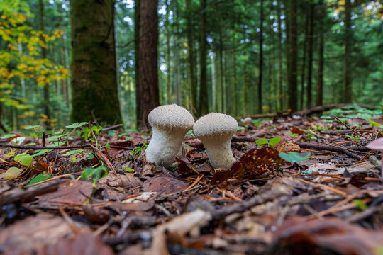 Two mushrooms emerge through colorful autumn leaves in a serene forest, a lovely sight, Lycoperdon perlatum