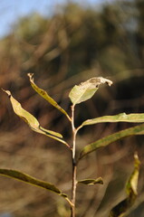 leaves