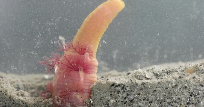 Worm Arenicola marina stuck his back end with gills out of hole close-up, class Polychaeta. They inhabit the intertidal zone and dig holes in silty-sandy soil. White Sea