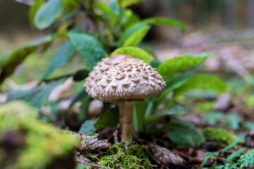 A mushroom is currently growing on the ground in the dense woods, Chlorophyllum rhacodes