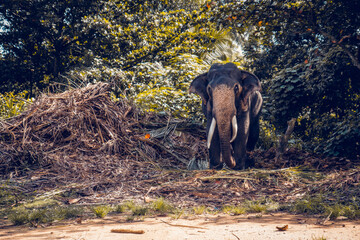 Fototapeta premium An elephant emerging from the jungle, highlighting its majestic presence in a lush, natural habitat