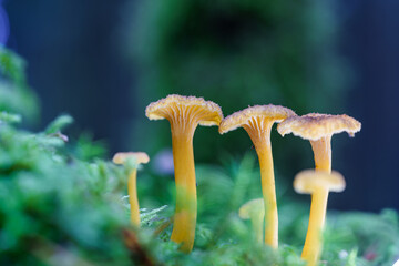 Golden Mushrooms Are Currently Thriving and Growing in a Lush and Vibrant Green Forest Environment, craterellus tubaeformis