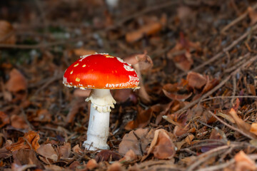 Muchomor czerwony (Amanita muscaria) © Michal Przystas