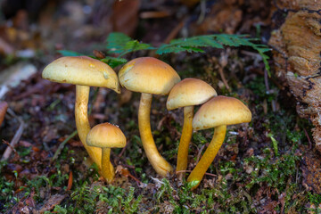 Maślanka wiązkowa (Hypholoma fasciculare)