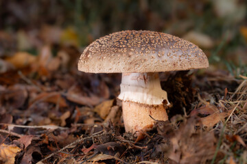 Muchomor szorstki (Amanita franchetii) © Michal Przystas