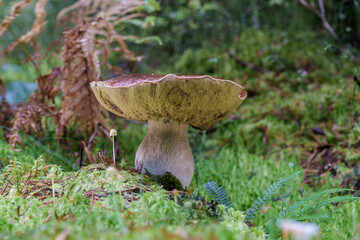 A beautiful mushroom is growing amid the moss in the serene woods,Boletus edulis