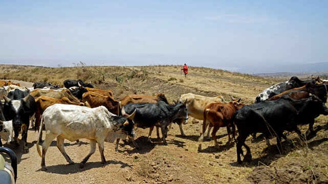 herd of cows from massai at tanzanias mainland