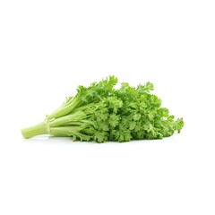 Fresh Celery Stalk with Lush Leaves Isolated on Clean White Background