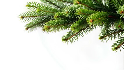 Obraz premium Green spruce branch isolated on a white background for use in a design with space for text