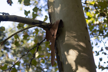 Platanus × hispanica, the London plane or hybrid plane, is a tree in the genus Platanus. It is often known by the synonym Platanus × acerifolia, a later name. It is a hybrid of Platanus orientalis 