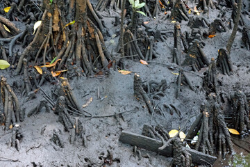mangrove forest at jozani on zanzibar