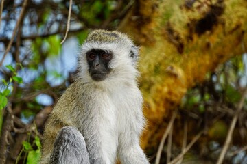 Vervet monkey Baboon looking into the distance 