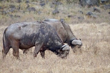 Obraz premium Water Buffalo eating grass see on safari 