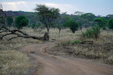 scenic landscape in the serengeti