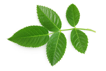 rosehip green leaves isolated on white background
