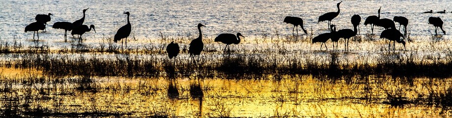 Silhouette of sandhill cranes feeding at sunrise  in a wetland at Bosque del Apache wildlife Refuge.