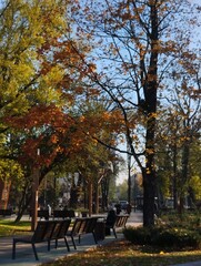 autumn in the park