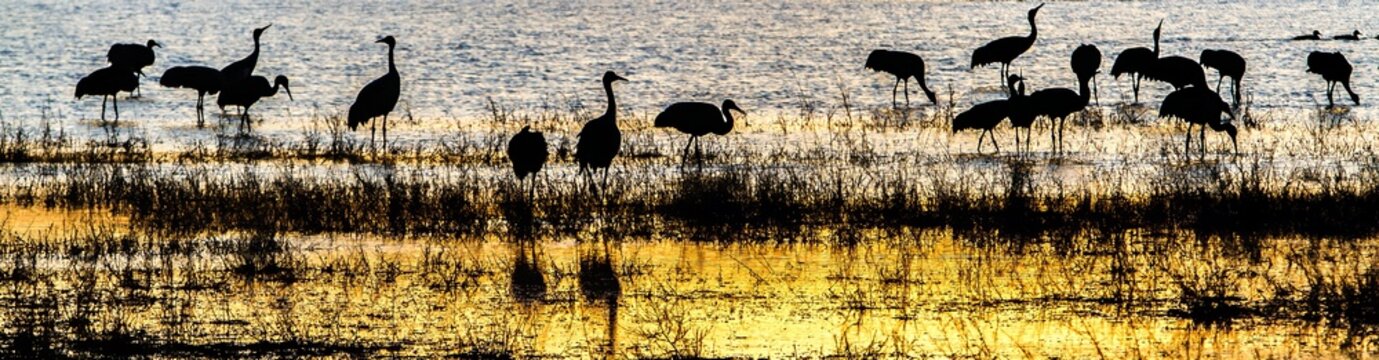 Silhouette of sandhill cranes feeding at sunrise  in a wetland at Bosque del Apache wildlife Refuge.