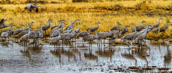 Fototapeta premium Flock of sandhill cranes feeding in a wetland at Bosque del Apache wildlife Refuge. NM