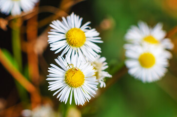 Obraz premium Small spider sits on a daisy flower in the meadow