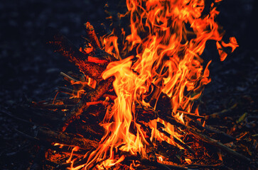 Soft Orange Flame of Campfire in Deep Night Forest