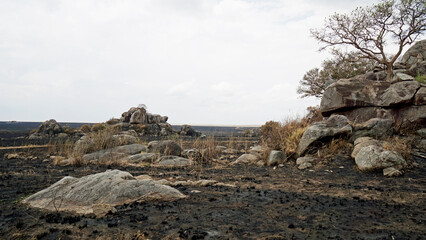 scenic landscape in the serengeti
