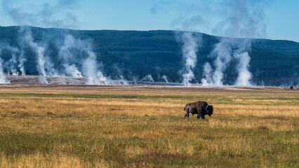 Fototapeta premium Early morning at Yellowstone National Park with Buffalo at the geyser basin