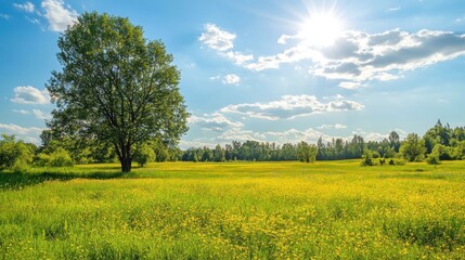 Obraz premium Summer Meadow Landscape