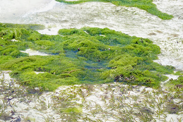 sea weed plantation in the indian ocean