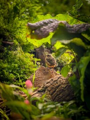 Welcome, little bird, to the serene expanse of nature..