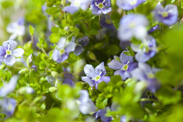 forget me not flowers close up