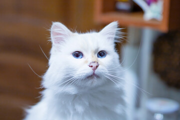 A beautiful white cat with striking blue eyes is looking directly at the camera