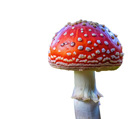 fly agaric mushroom, png,