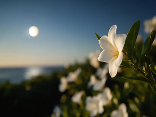 vasto campo de flores brancas ao fundo. oceano. Foto macro 4k de vagem de baunilha. É noite
com uma linda luz da lua. Céu estrelado.