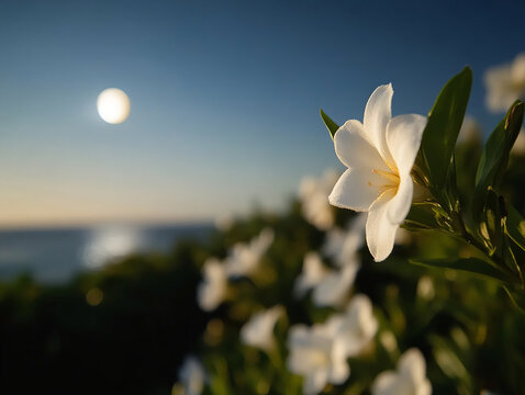 vasto campo de flores brancas ao fundo. oceano. Foto macro 4k de vagem de baunilha. &Eacute; noite
com uma linda luz da lua. C&eacute;u estrelado.