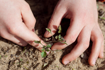 closeup image of child's hands planting a green sprout in a bare soil outdoors