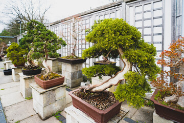Old traditional japanese bonsai miniature tree in a ceramic pot