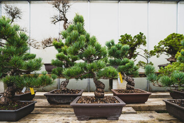 Traditional japanese bonsai miniature tree in a ceramic pot