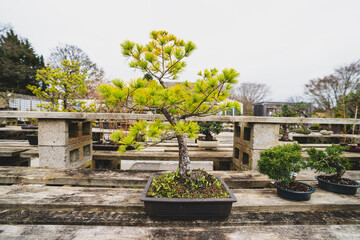 Beautiful bonsai tree in the garden
