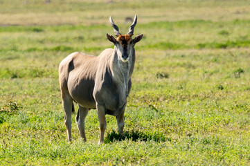 Close-up of a massive oryx in the serengeti staring at me