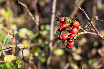 A cluster of bright red berries is growing on a sturdy tree branch