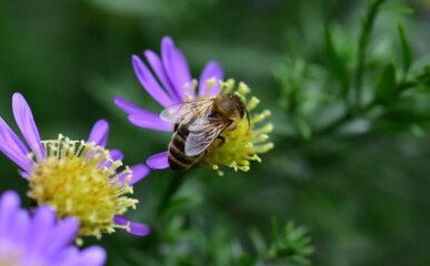 Biene auf einer Glattblatt-Aster