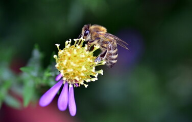 Biene auf einer Glattblatt-Aster
