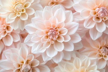 Obraz premium A close up of a bunch of white flowers with a pink center
